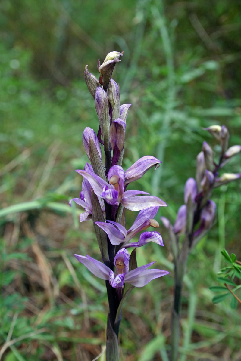 Limodorum abortivum, Violet Limodorum
